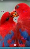 Love Birds Live Wallpaper screenshot 8