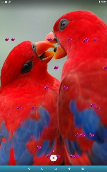 Love Birds Live Wallpaper - Preview 8