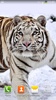 सफेद बाघ लाइव वॉलपेपर screenshot 3