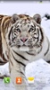 White Tiger Live Wallpaper screenshot 3