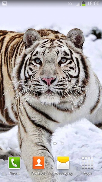 White Tiger Live Wallpaper - Preview 3