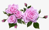 Amazing Flowers Images Gif Rose Stickers Wallpaper screenshot 4