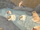 Capybara Zoo screenshot 5