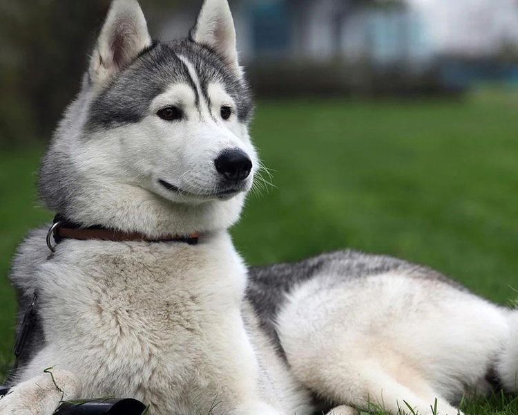 Huskies Wallpapers - Preview 2