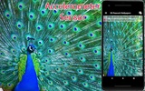 3D Peacock Wallpapers - Screen Lock, Sensor, Auto screenshot 9