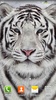 सफेद बाघ लाइव वॉलपेपर screenshot 4