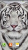 Tigre Blanco Fondo Animado screenshot 4