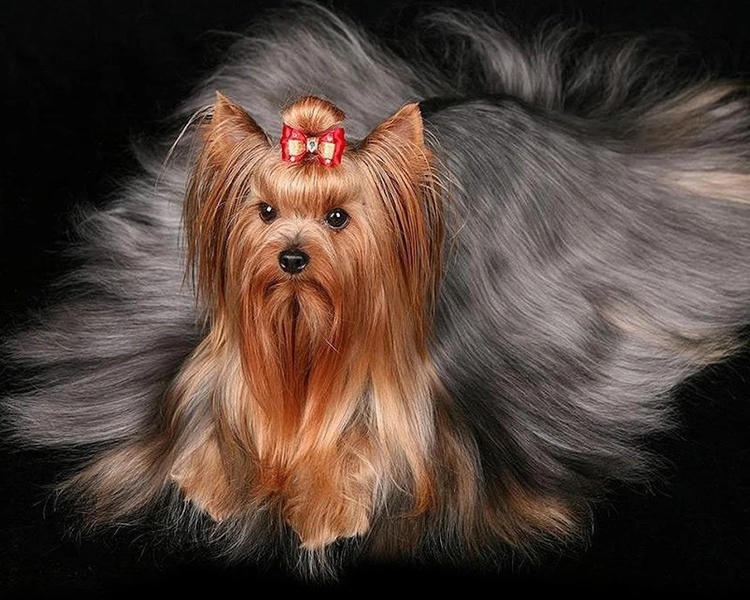 Yorkshire Terriers Wallpapers - Preview 1