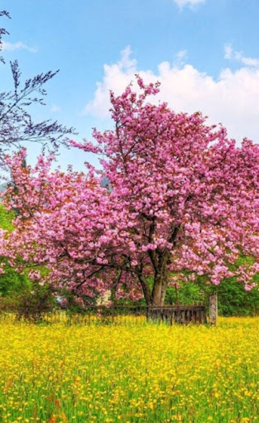 Spring Wallpaper - Preview 3