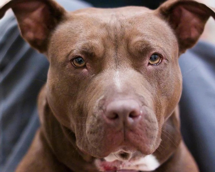 PitBulls Wallpapers - Preview 1