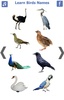 تعليم أسماء الطيور باللغة الانجليزية screenshot 8