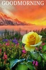 Good morning Images Gifs, Flowers Roses wallpapers screenshot 10