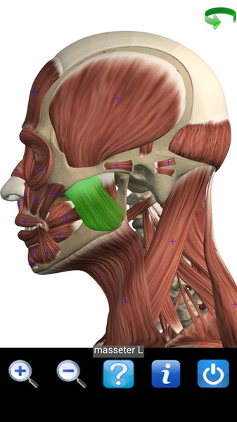 Visual Anatomy Free - Preview 7