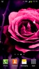 गुलाब के फूल लाइव वॉलपेपर screenshot 4
