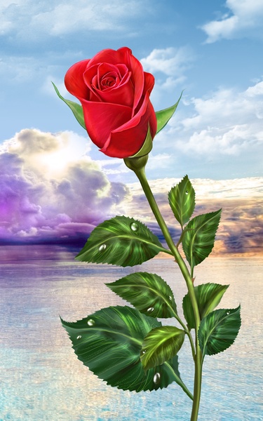 Rose - Preview 6