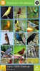 Pássaros Do Brasil screenshot 5