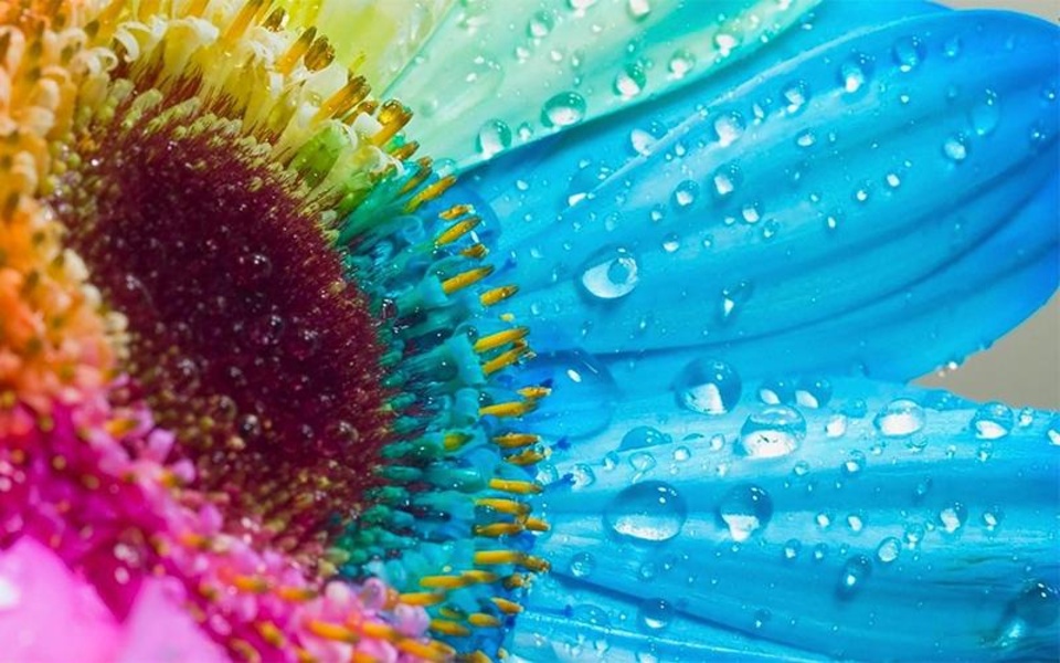 Glitter Flowers Live Wallpaper - Preview 1