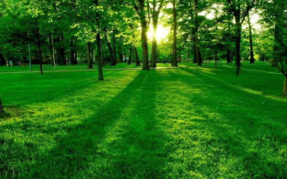 Green Nature HD Wallpaper - Preview 4