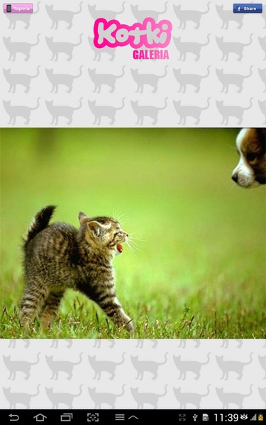 Cats - Preview 2