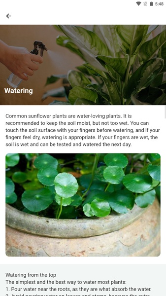 big zz plant ZZ Plant | Zamioculcas Plant in 10” Pot | Easy-Care Zee Zee Plant for  Delivery | Low Light Tolerant Zu Zu plant - Zamioculcas Zamiifolia main image 0