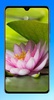 Lotus Wallpaper HD screenshot 9