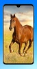 Horse Wallpaper 4K screenshot 4