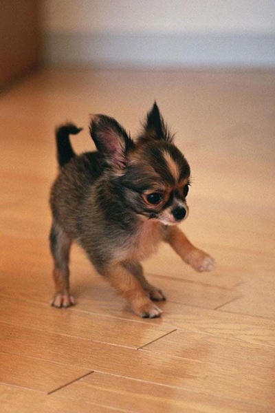 Dog Wallpaper - Preview 9