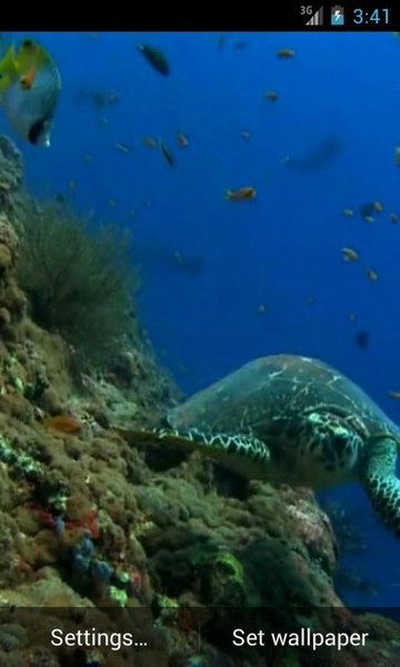 Sea Turtle - Preview 2