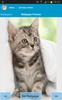 Cute Kittens Wallpapers screenshot 6