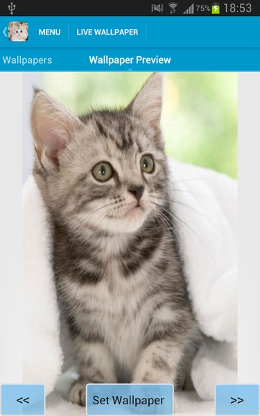 Cute Kittens Wallpapers - Preview 6