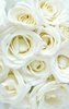 White Rose Live Wallpaper screenshot 7