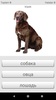 Learn Russian words with SMART-TEACHER screenshot 6