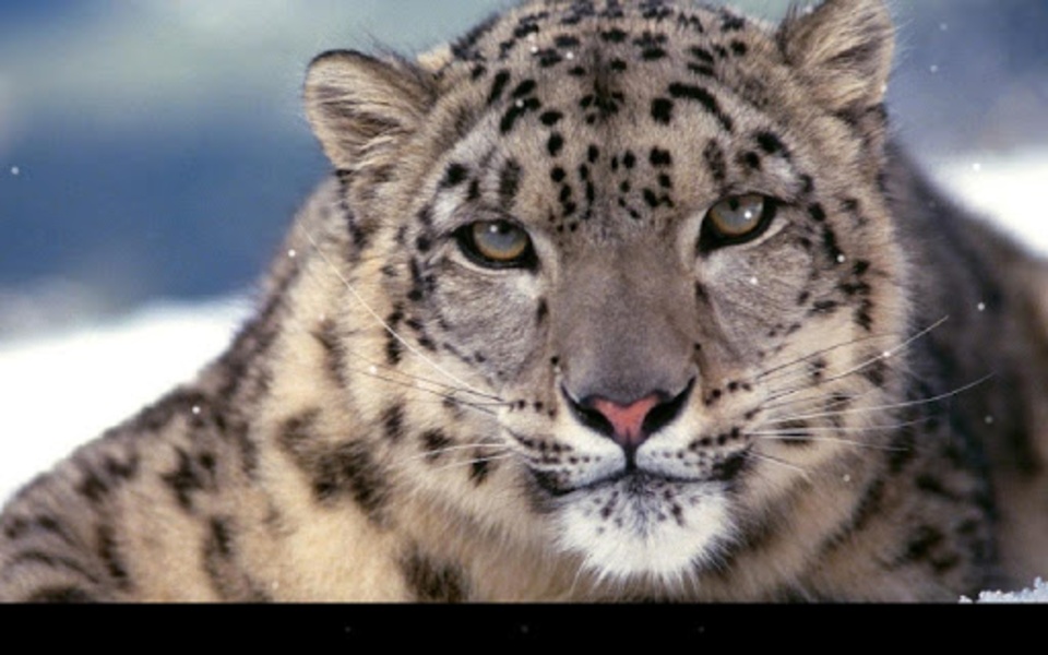 Leopard - Preview 7