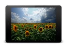 Sunflowers 3D Live Wallpaper screenshot 2