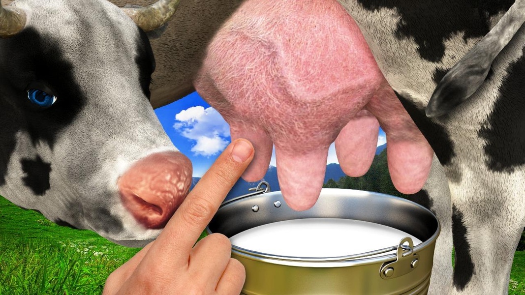 Cow milking - Preview 6