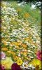 Flowers Live Wallpaper screenshot 5