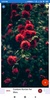 Spring Wallpaper: HD images, Free Pics download screenshot 3