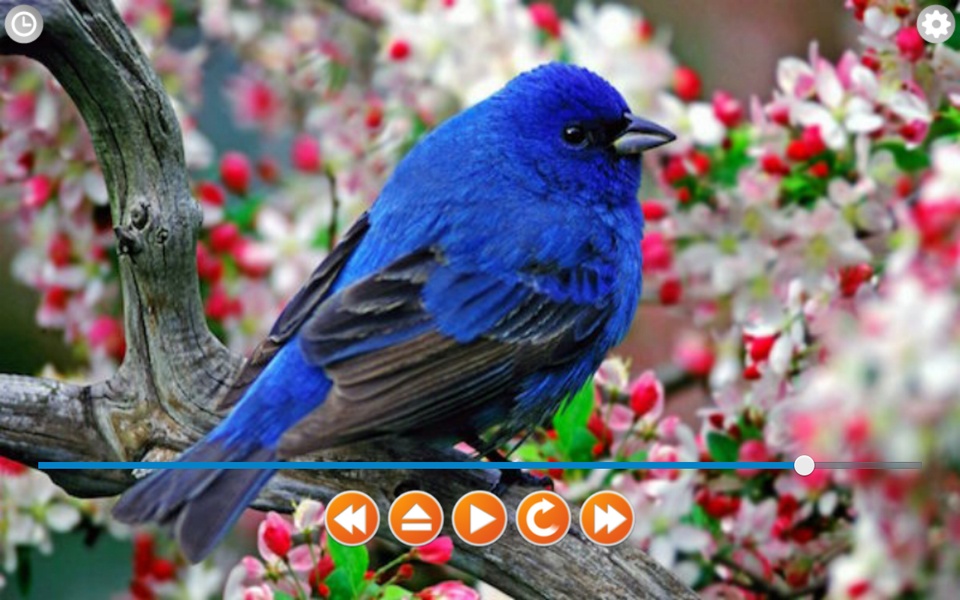 Birds Calls Sounds - Preview 8
