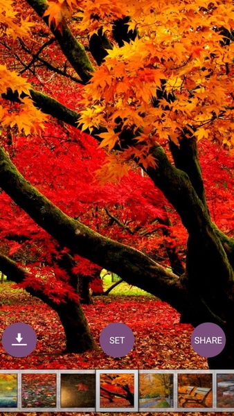 Autumn Wallpaper HD - Preview 5