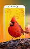 Bird Sounds, Calls & Ringtones screenshot 6