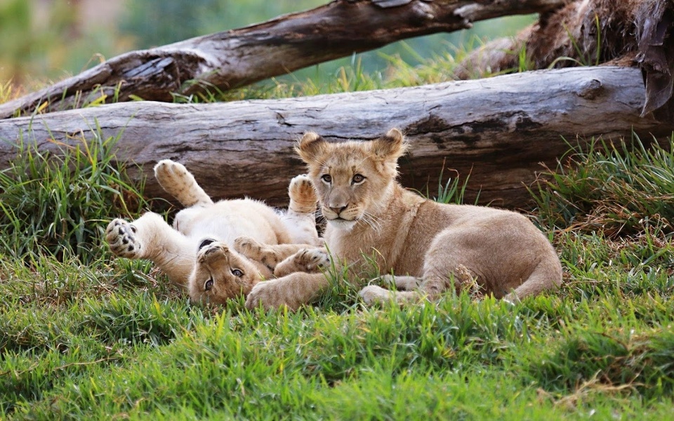 Puzzle - Wild Animals - Preview 2