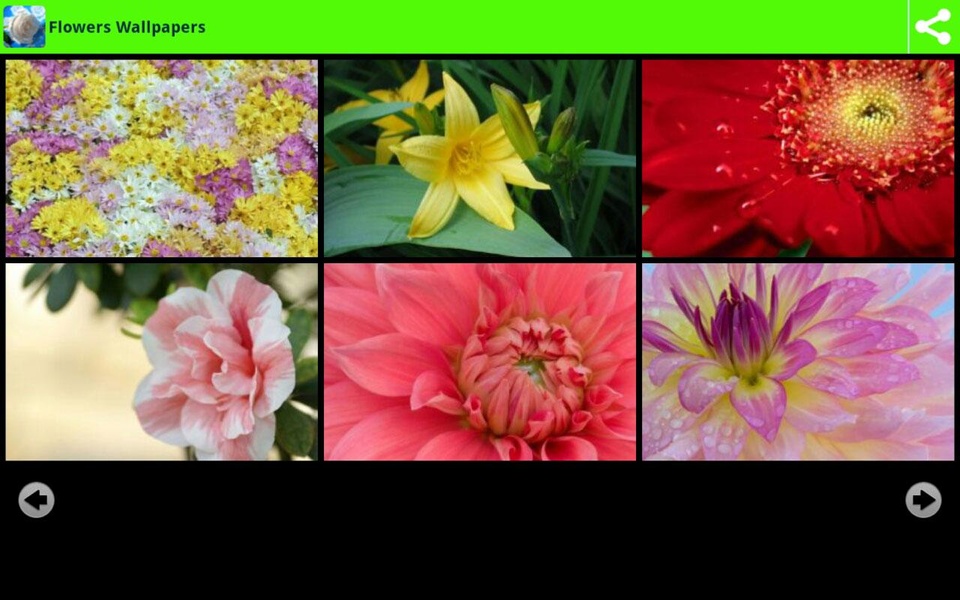 Flowers Wallpapers - Preview 4