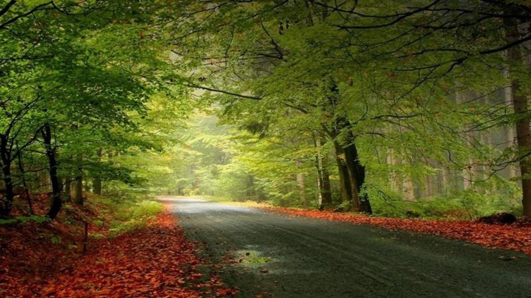 Green Nature HD Wallpaper - Preview 8