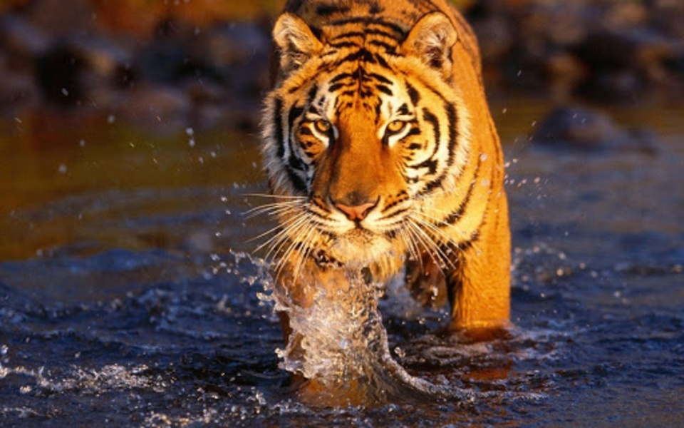 Tiger Live Wallpaper - Preview 2