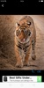 Tiger wallpaper screenshot 2