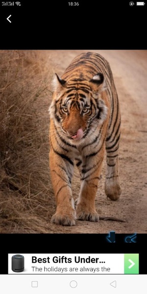 Tiger wallpaper - Preview 2