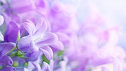 Lilac Flowers Live Wallpaper screenshot 1
