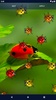 Cute Ladybug Live Wallpaper screenshot 1