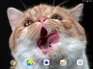 Cat Shake HD Live Wallpaper screenshot 2