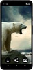 Polar Bear Wallpapers screenshot 4